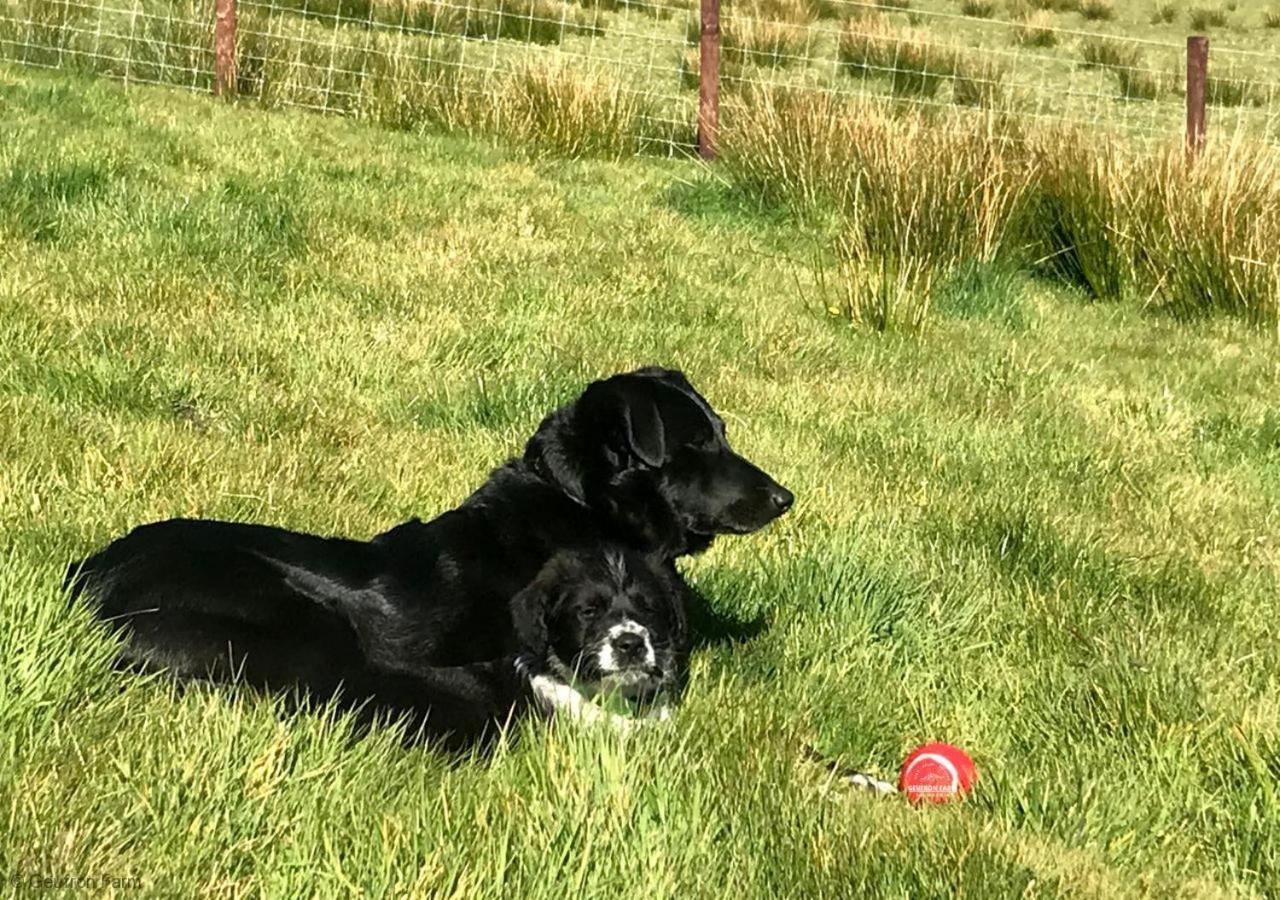 The Barn At Geufron Farm - Dog Friendly - Nr Tywyn Βίλα Bryn-crug Εξωτερικό φωτογραφία